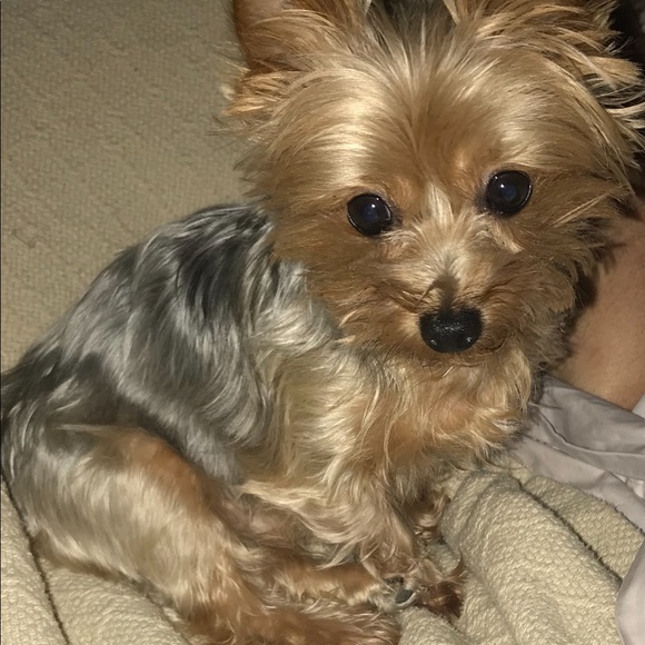 Meet your Posher, Dena - Picture 1 of 1